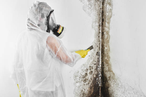 Best Affordable Mold Removal  in Silver Ridge, NJ