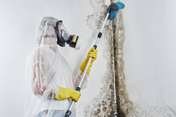Best Certified Mold Removal  in Silver Ridge, NJ