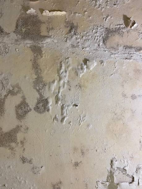Best Crawl Space Mold Removal  in Silver Ridge, NJ