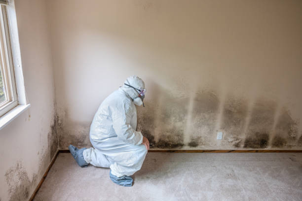 Trusted Silver Ridge, NJ Mold Removal Experts