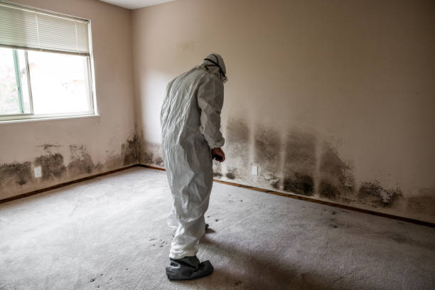 Best Best Mold Removal Companies  in Silver Ridge, NJ