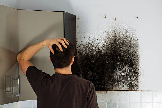  Silver Ridge, NJ Mold Removal Pros