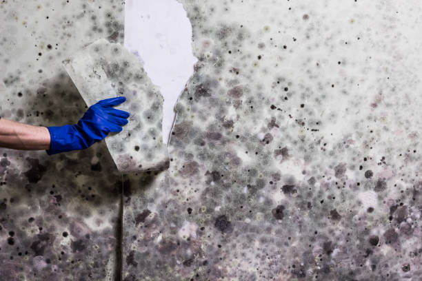 Best Toxic Mold Removal  in Silver Ridge, NJ