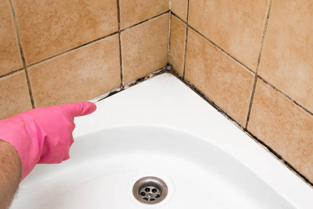 Best Certified Mold Removal  in Silver Ridge, NJ